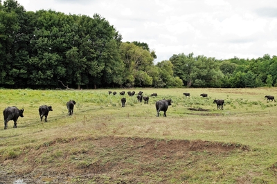 Büffel im Reservat am Kis-Balaton